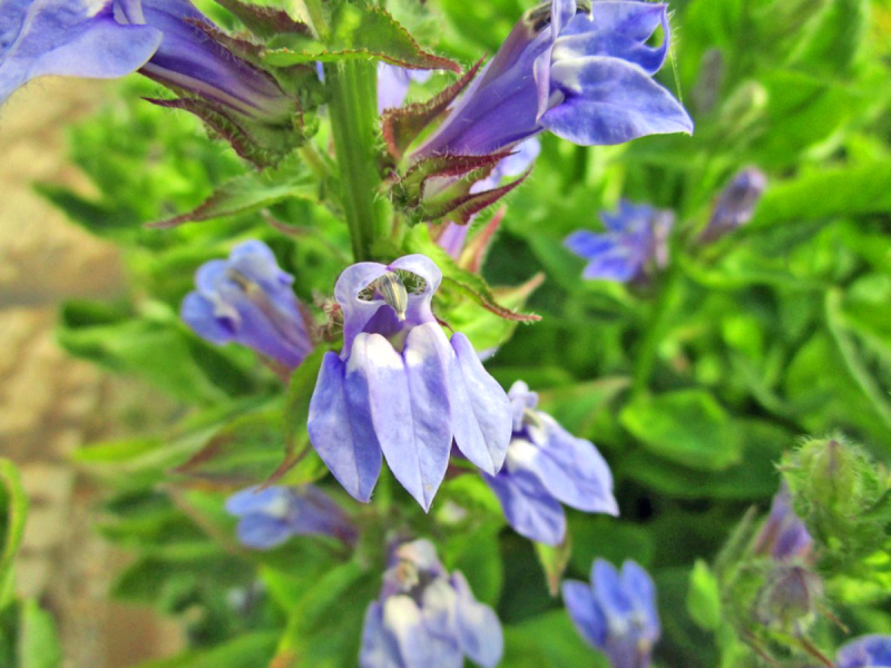 Lobelia siphilitica - blaue Lobelie